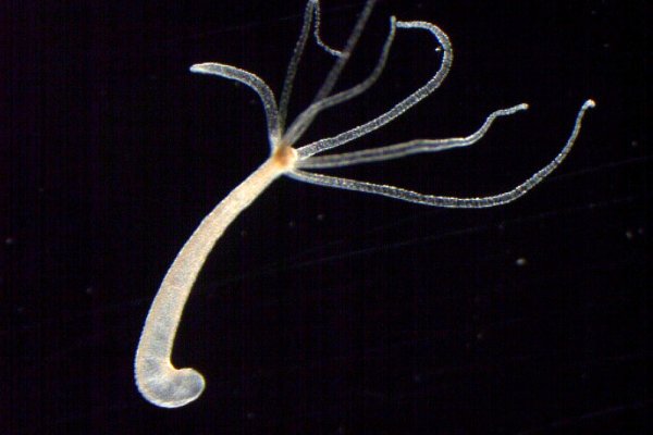 Krab5 cc спорт новости