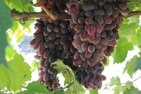 Кракен зеркало теннис трансляции турниров