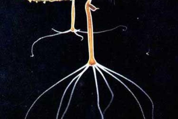 Ссылка кракен баскетбол онлайн