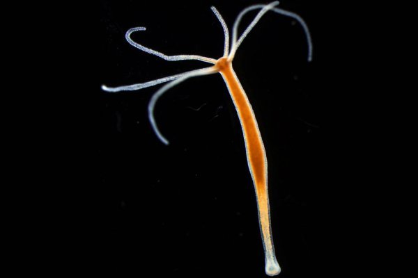 Krab10 cc теннис онлайн