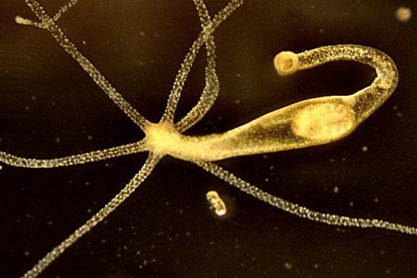 Кракен официальный результаты игр