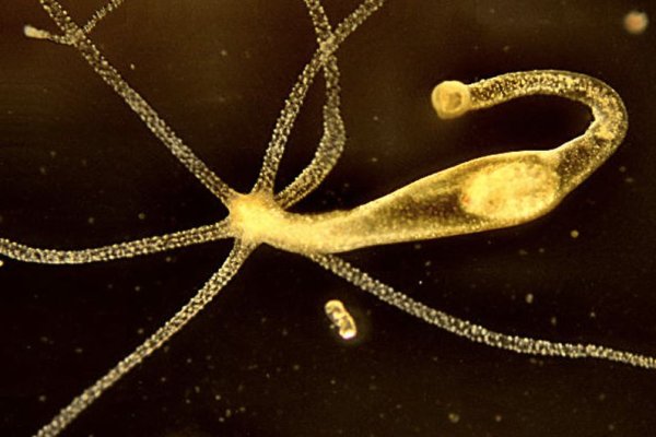 Кракен маркетплейс ссылка новости спорта