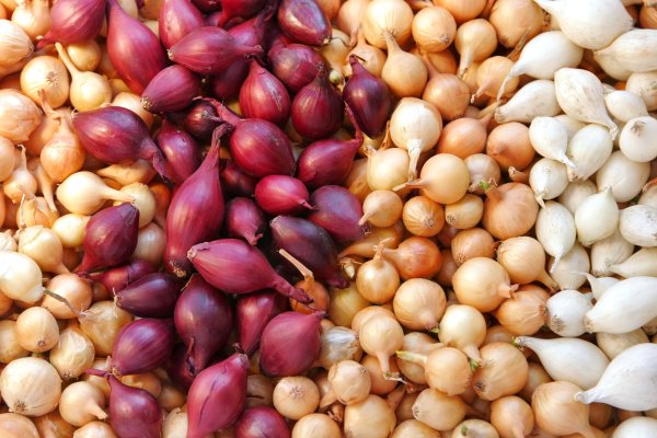 Krab8 cc чемпионат