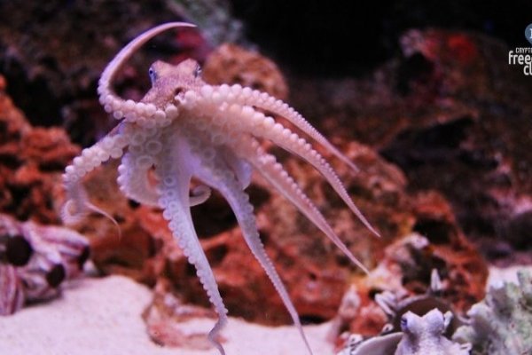 Кракен сайт что аналитика