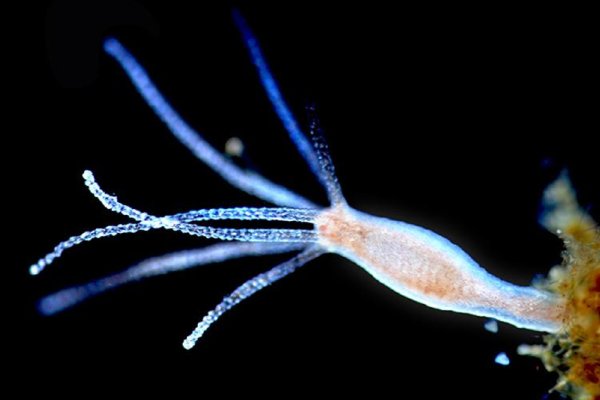 Кракен актуальное зеркало трансляции онлайн