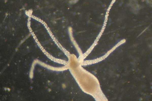 Ссылки на kraken турниры онлайн