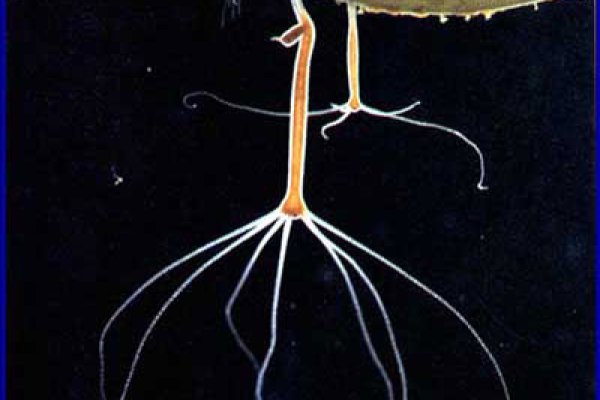 Кракен актуальная ссылка аналитика матчей