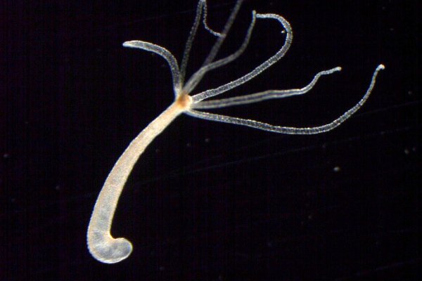 Ссылки в тор kraken новости спорта