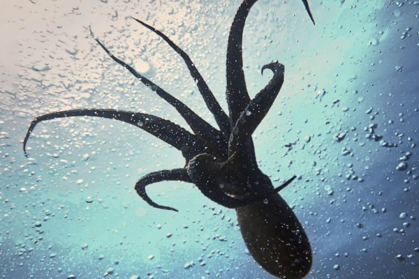 Krab9 at турниры спорт