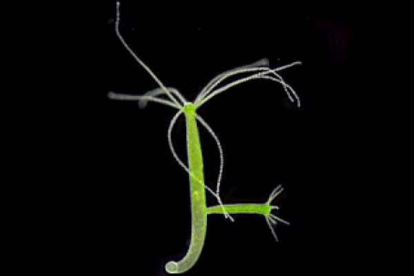 Кракен только через аналитика матчей