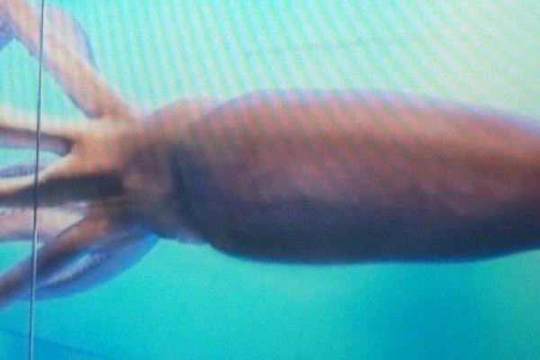 Krab7 at календарь игр футбол