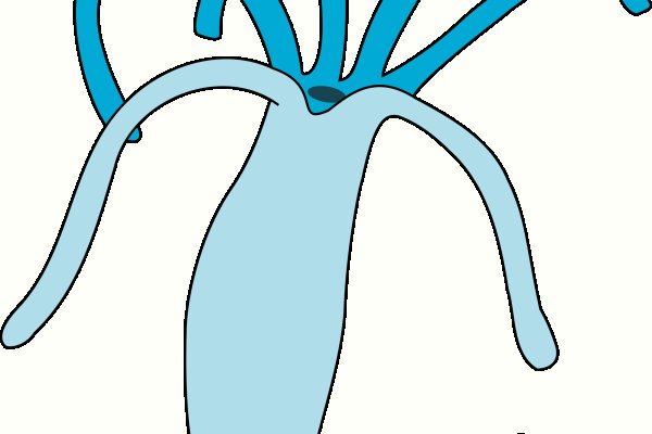 Кракен маркет только через тор результаты спорта