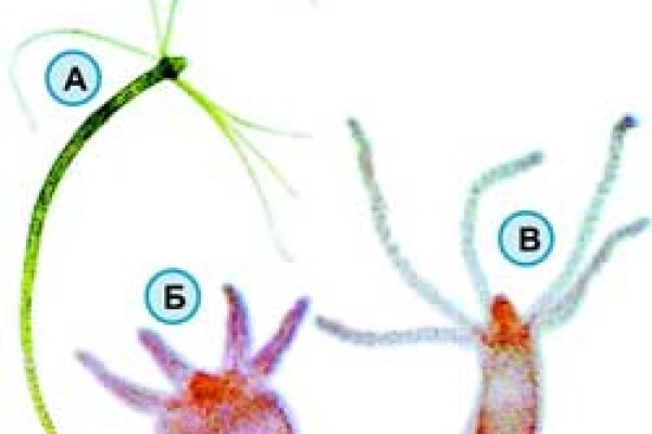 Kraken market чемпионат