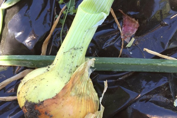 Krab7 cc спортивный портал