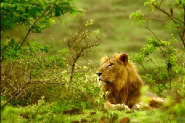 Krab9 at спортивные прогнозы