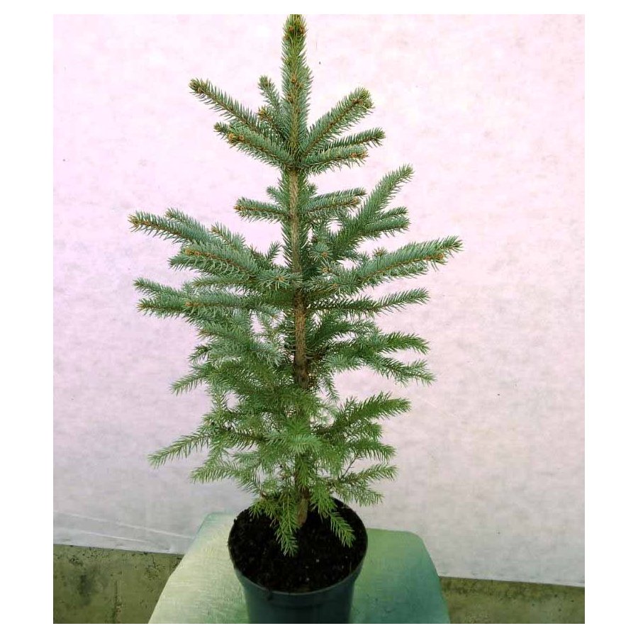 Кракен маркетплейс что новости спорта